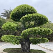 ViavaCos的个人资料头像