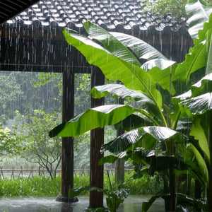 夜雨芭蕉头像