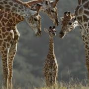 大猿帅的个人资料头像