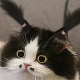 Lllllllllayyy头像