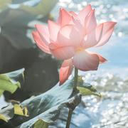 阿帆f的个人资料头像