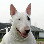 1byte的个人资料头像