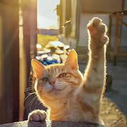 响亮的个人资料头像