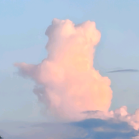 枝头花儿一直红头像