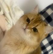 Zeus不想说话的个人资料头像