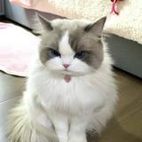 Kingdont头像