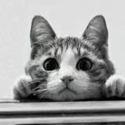 woMenhelyl的个人资料头像