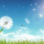 吹散的蒲公英的个人资料头像