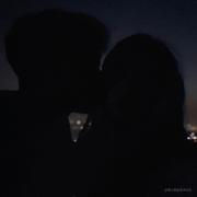 大大阿飞的个人资料头像