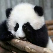 高大佳的个人资料头像