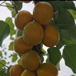 珍珠油杏种植基地头像