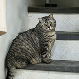 淡定风铃ki头像