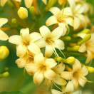 lpzh的个人资料头像