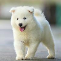 陌路离殇Ss头像