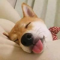 萝卜青菜785头像