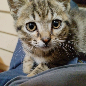 猫猫乐（狸花猫）头像