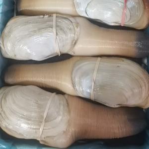 象拨蚌总代理头像