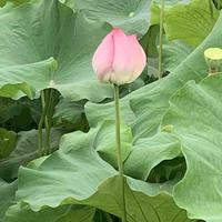 东平112734301头像