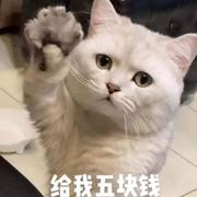 钮祜禄可尼古拉斯的个人资料头像