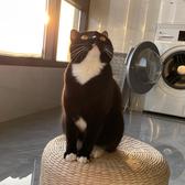 熊猫熊猫傻傻分不清楚头像