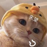 C62882516头像