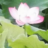 狂客顽石头像