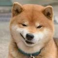自作主张t头像