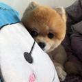 炽天使4956头像
