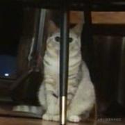 Momus的个人资料头像