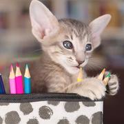 Zbc的个人资料头像