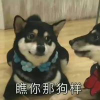 哼小了白了兔头像