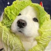 驾照不过不改名的个人资料头像