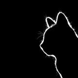 雨天忘记带伞的纸箱头像