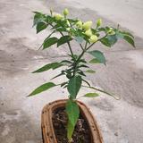 博学多才的清泉vUe头像