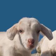 afish的个人资料头像