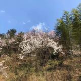 遥远的梦1575头像