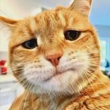 家里的大花猫头像