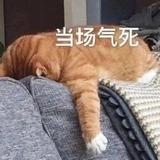 叫什么名字不会重复啊头像