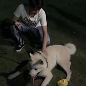 来自高山寺的百日草头像