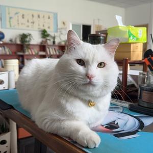 Падающие вишневые цветы, слушающие ветер