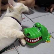 仙人掌一号的个人资料头像