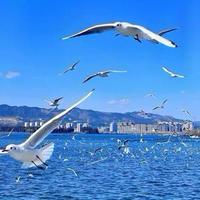 阿美海港头像