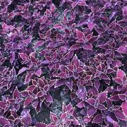 克敌制胜的个人资料头像