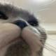 贪吃猴子猴头像