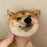 你不要过来的个人资料头像