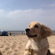 小驴哥的个人资料头像