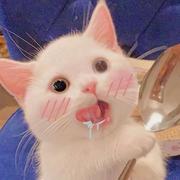 何年250的个人资料头像