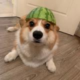 积极的钢笔Dr头像