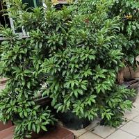 广东的老绵羊头像