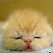 Onstar的个人资料头像